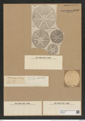 Asteromphalus hepactis (Breb.) Ralfs. (de-Toni-Nr.: Genus 236, Species 5701) Zeichnungen Sammlung Grunow Nr. 9706 (NHMW-BOT-W0379647)